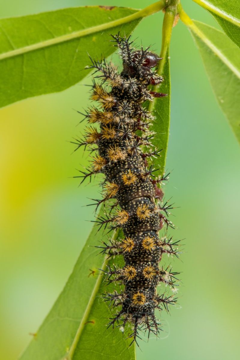 Buck Moth Caterpillar