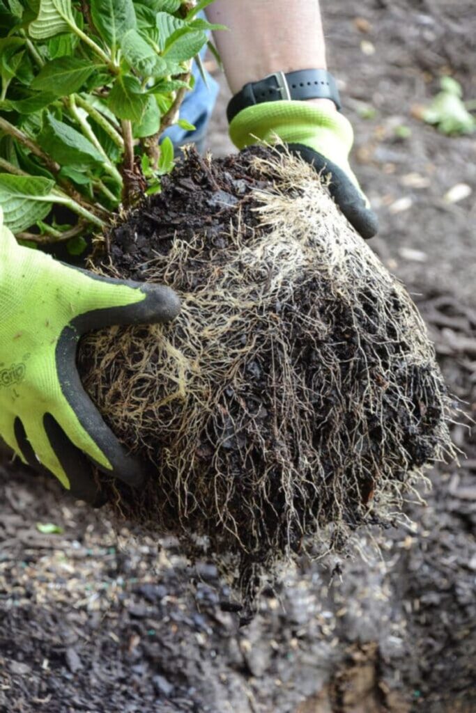 I Propagated 23 Hydrangeas in My Backyard - Here's What Actually Works ...