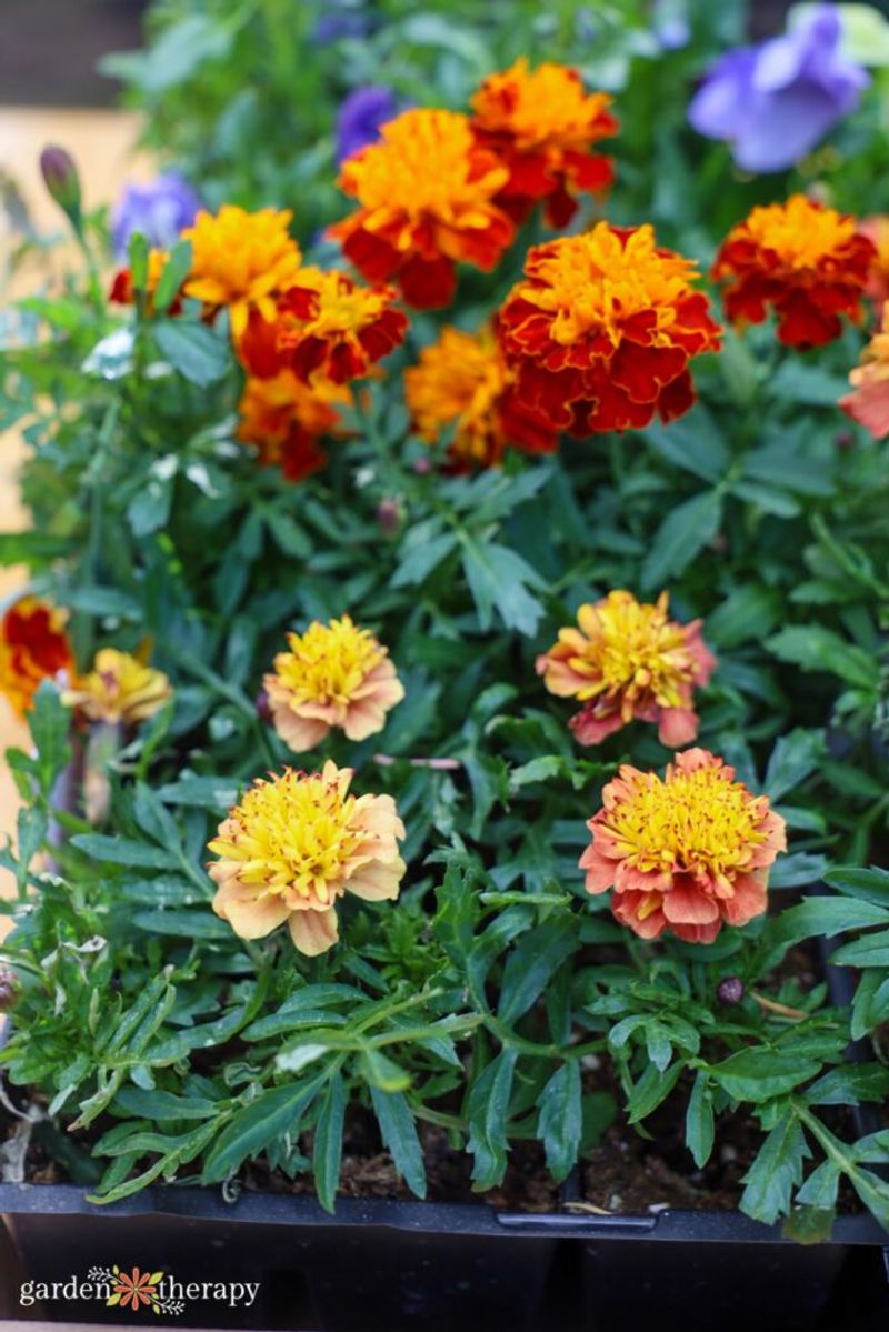 Natural Pest Control