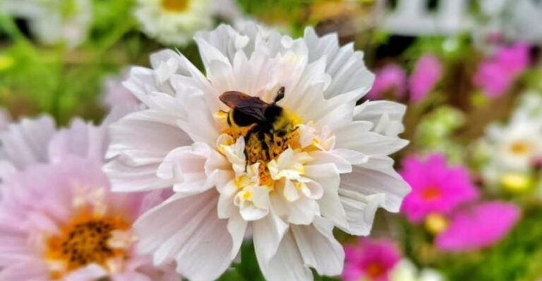 Flowers Among Carrots? Here’s the Unexpected Reason You Should Do It