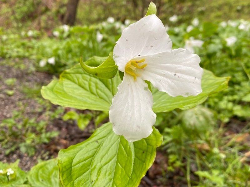 Trillium
