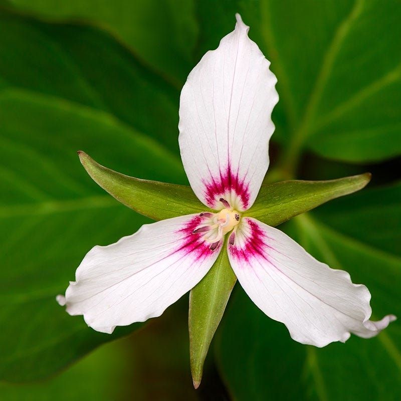 Trillium