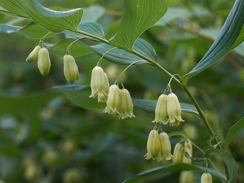 Solomon’s Seal (Polygonatum biflorum)