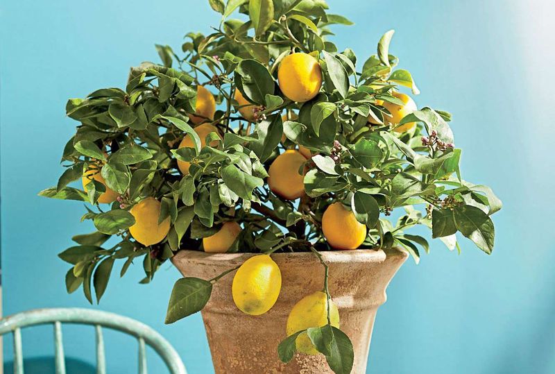 Dwarf Meyer Lemon