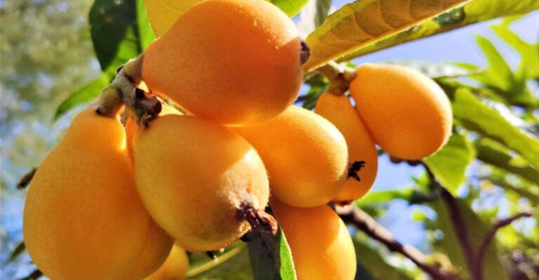 Forget Apple Trees: These 22 Rare Fruits Fit Small Backyards