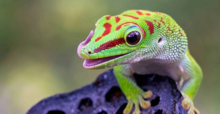 Forget Bees—These Tiny Reptiles Are Secret Super Pollinators