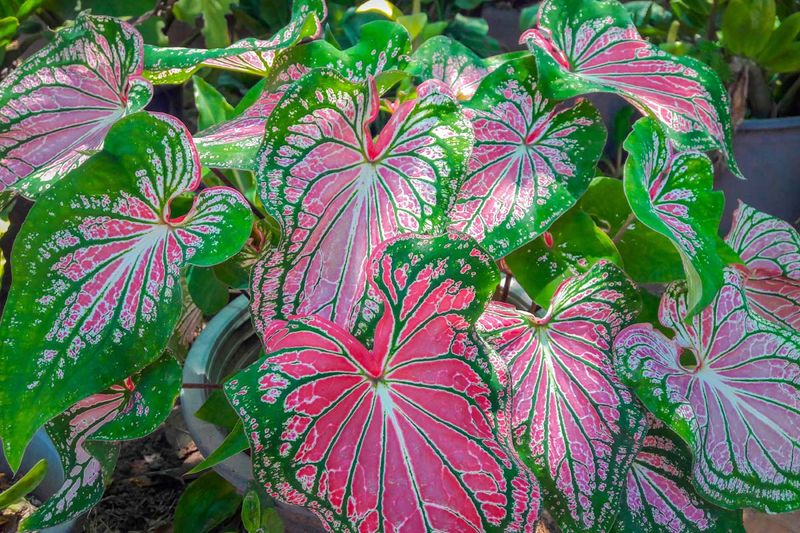 Caladium