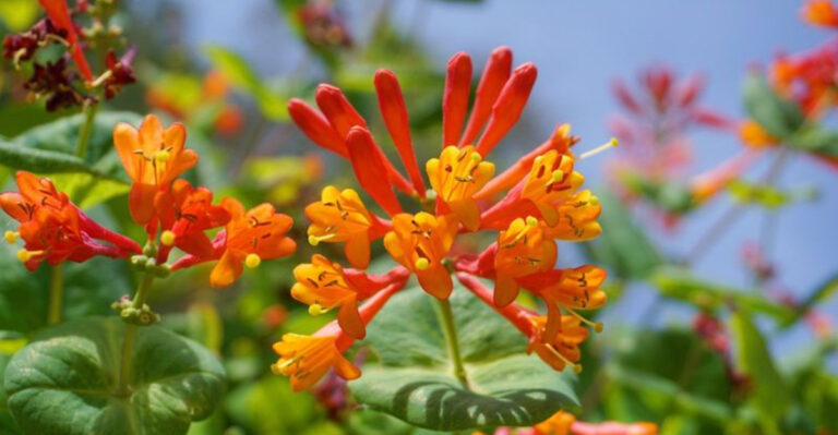 Forget Boring Hedges – Here Are 21 Fragrant Vines for Instant Privacy