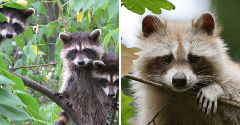 Forget Raccoon Traps – These 15 Benefits Make Them Worth Keeping