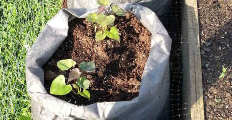 Forget Traditional Sweet Potato Growing — These 7 Soil Bag Techniques Work Better