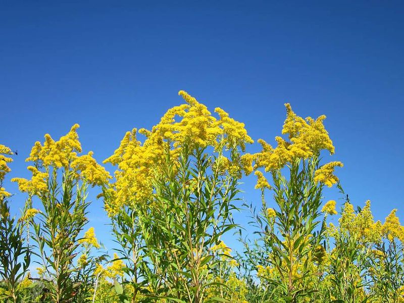 Goldenrod's Glow