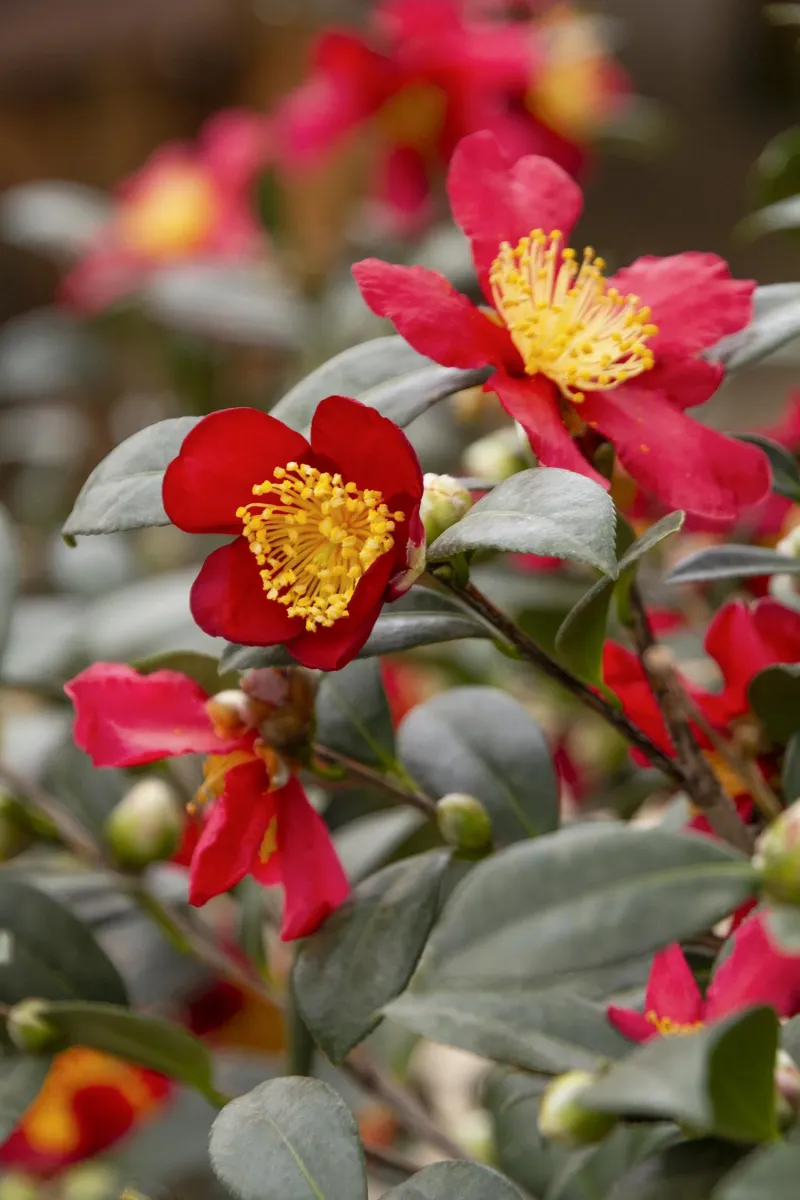 Camellia 'Yuletide'