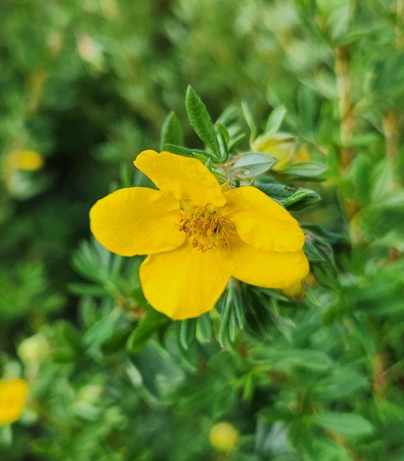 Potentilla Fruticosa