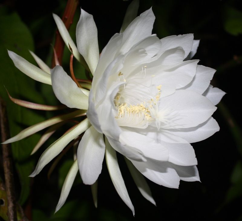 Night Blooming Cereus