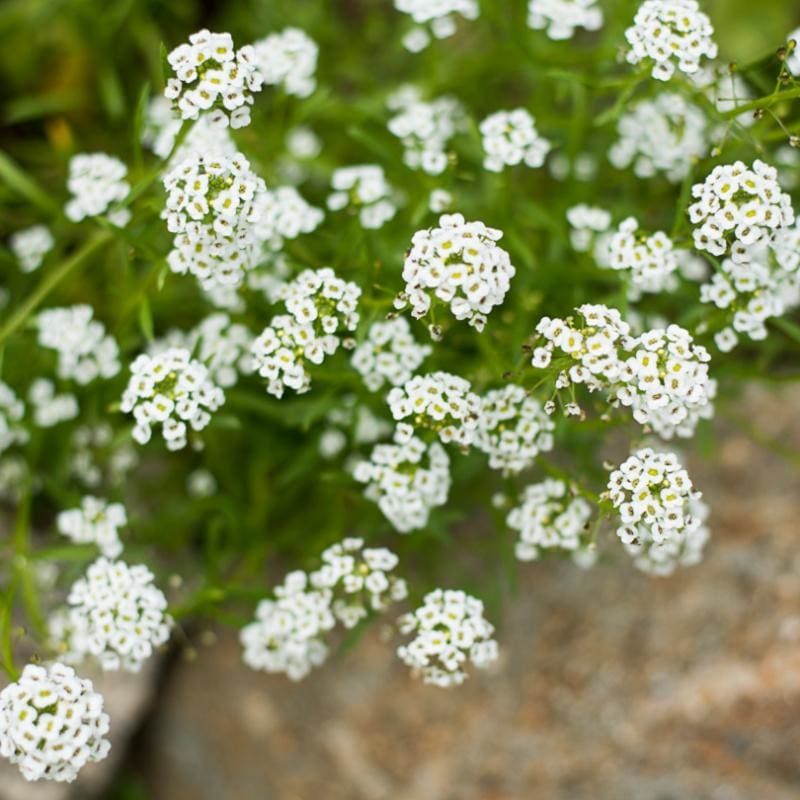Alyssum