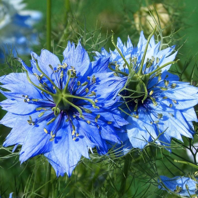 Love-in-a-Mist (Nigella damascena)