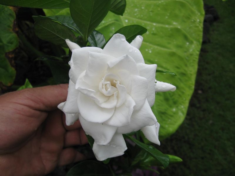Miami Supreme Gardenia