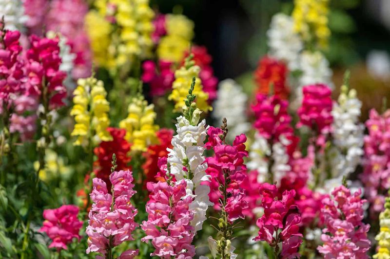 Snapdragon