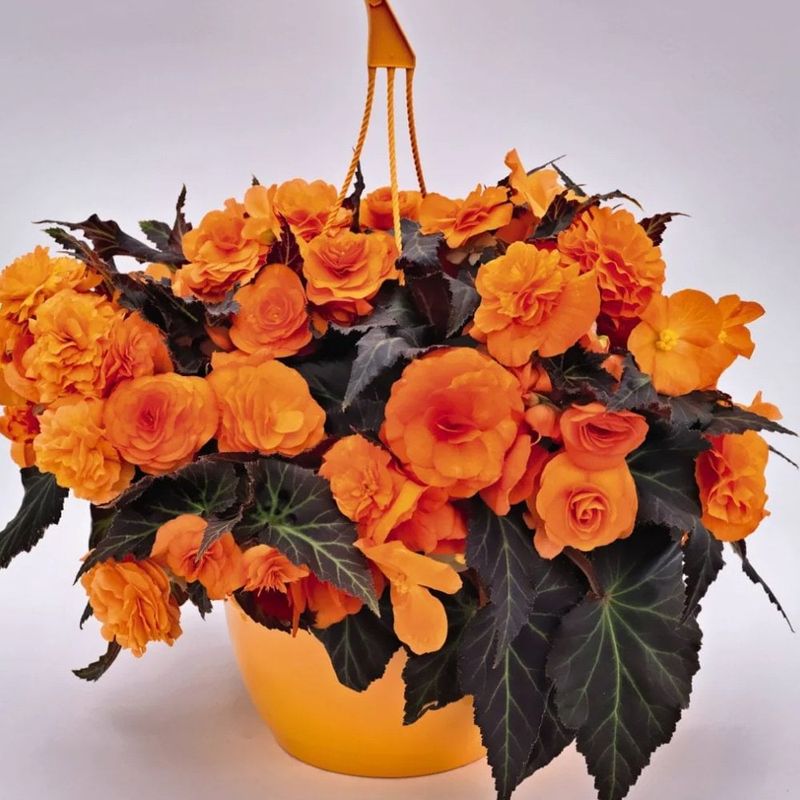 Begonia 'Nonstop Orange'
