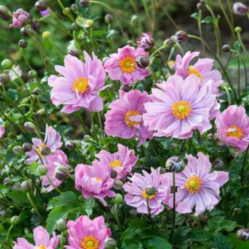 Anemone 'Pretty Lady Emily'