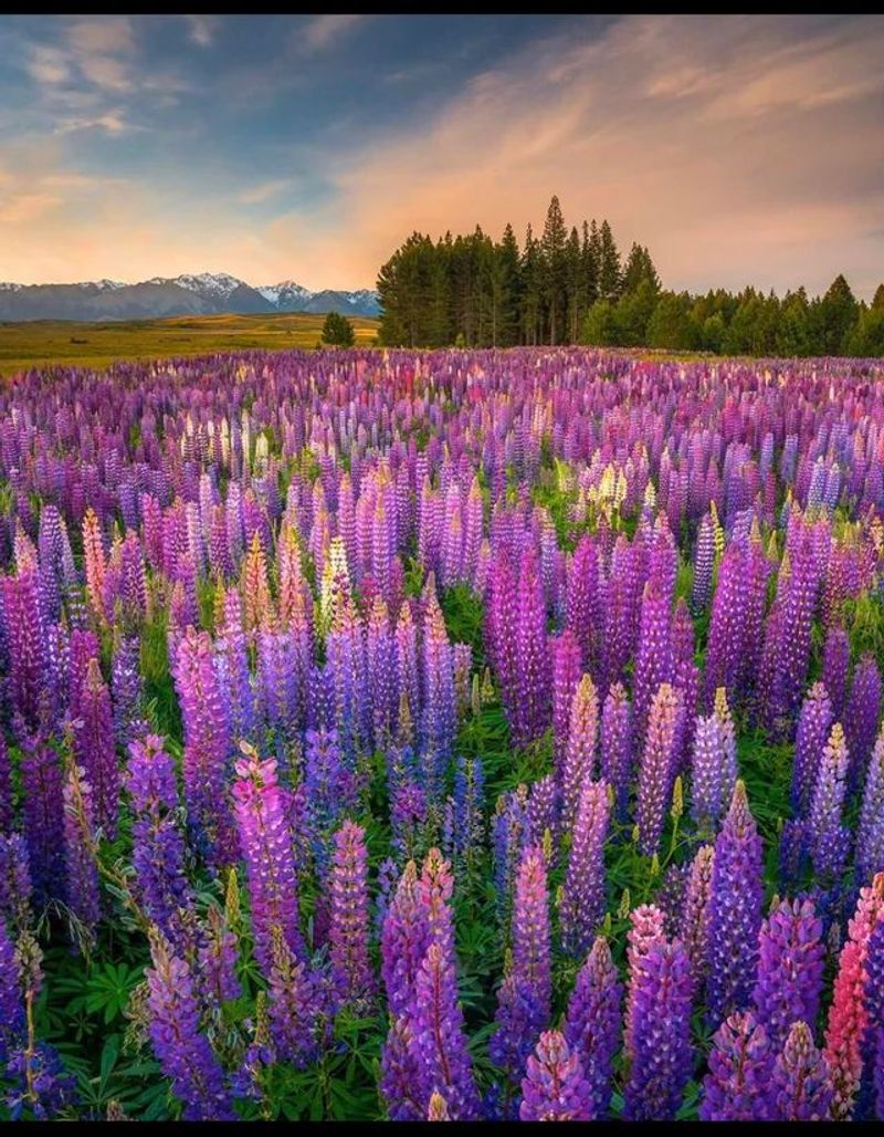 Lupine