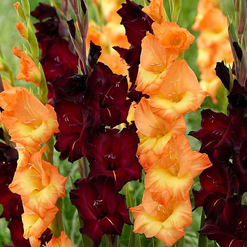 Gladiolus
