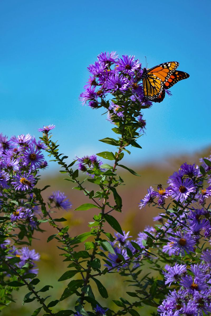 New England Aster