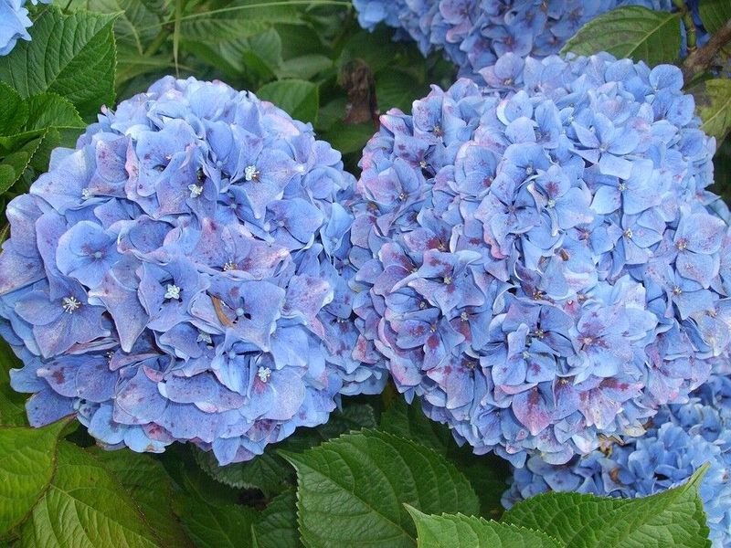 Hydrangea (Hydrangea macrophylla)