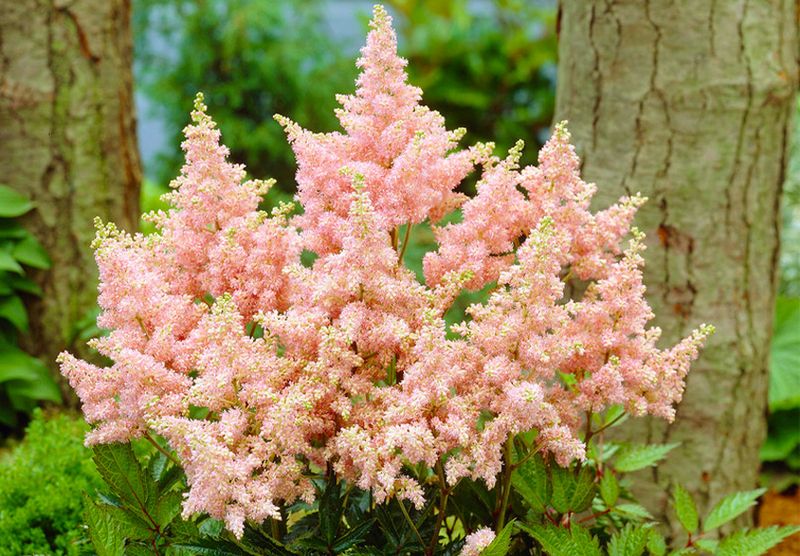 Astilbe