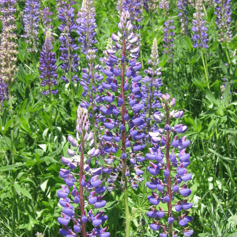 Lupine