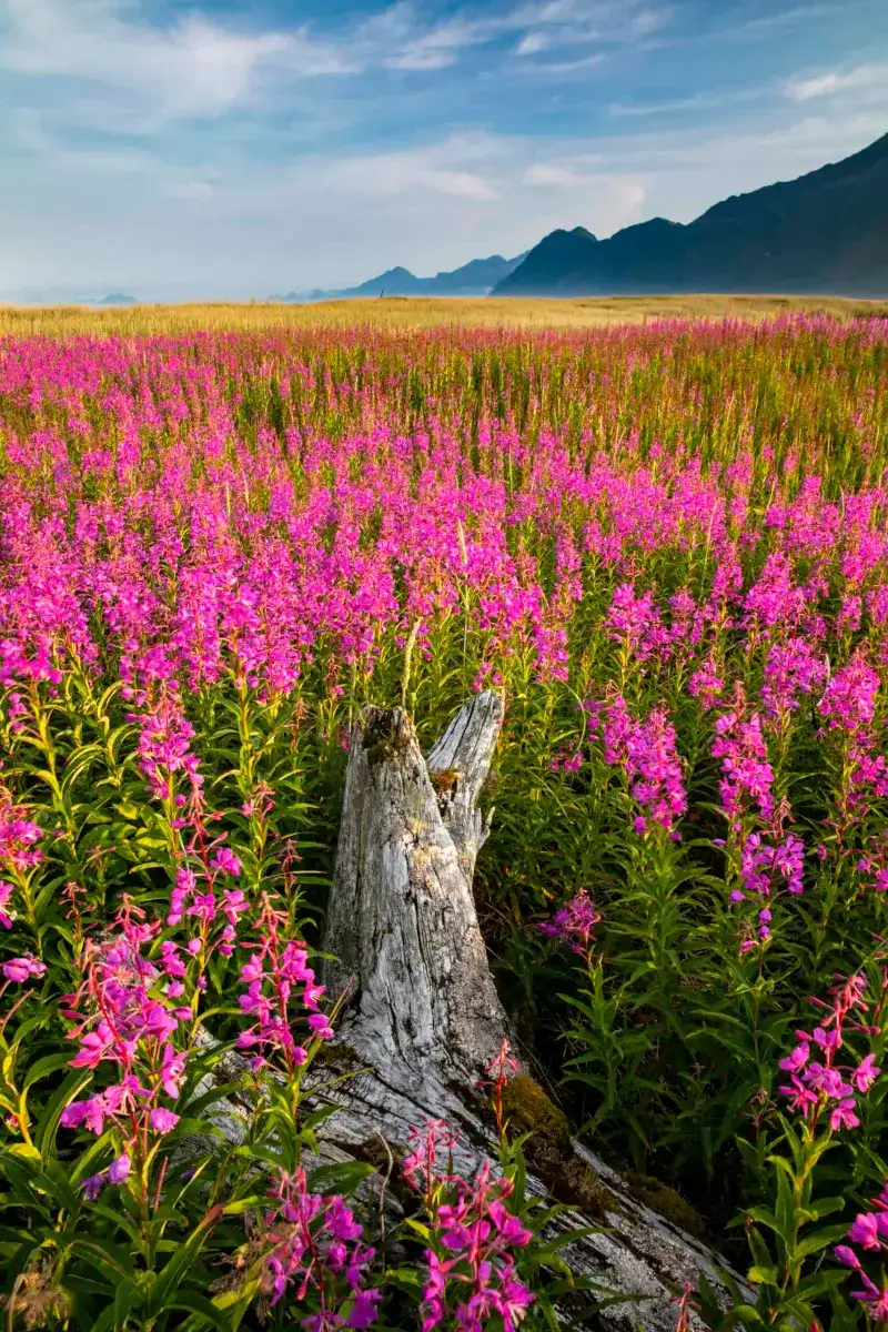 Fireweed's Flourish