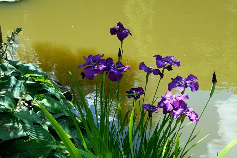 Irises