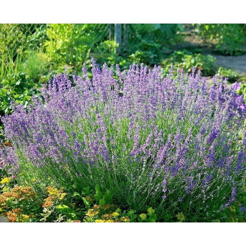 Natural Pest Repellent