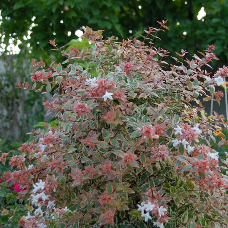 Seasonal Color Display