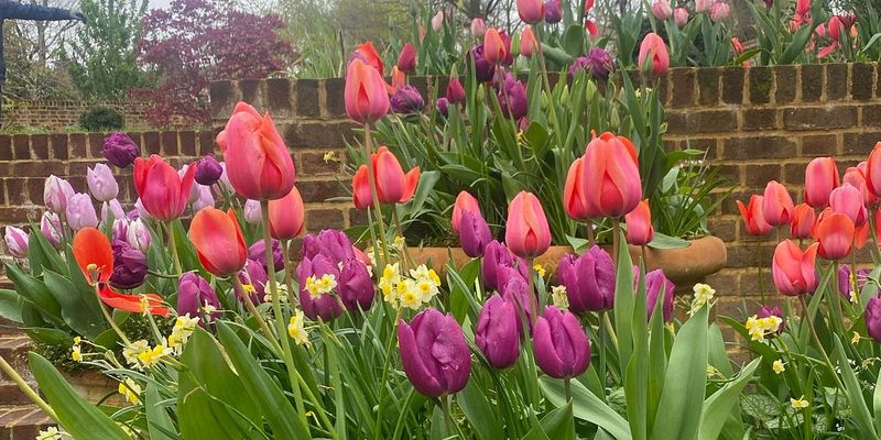 Twinkling Tulip Trough