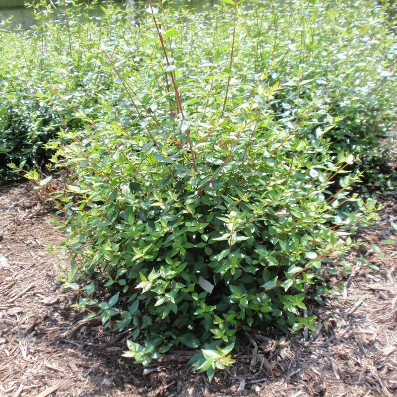 Little Richard Abelia