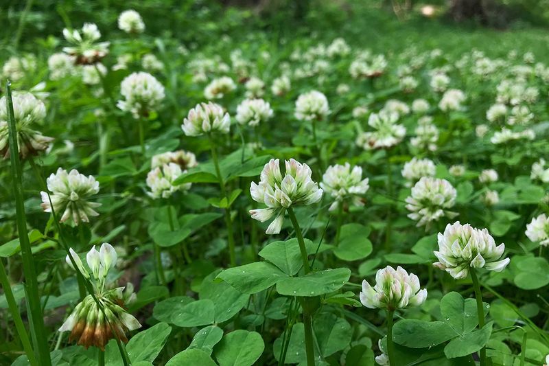 Running Buffalo Clover (Trifolium stoloniferum)