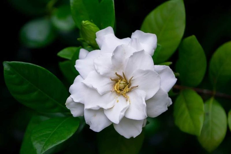 Gardenia