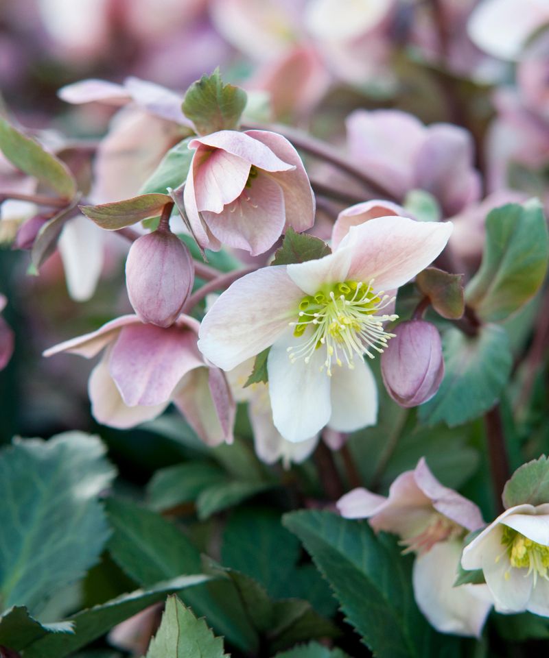 Hellebore