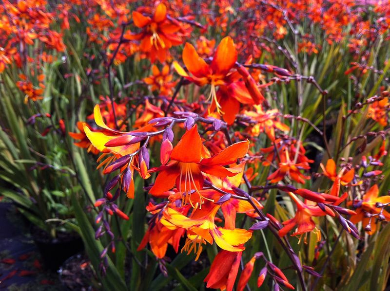 Crocosmia