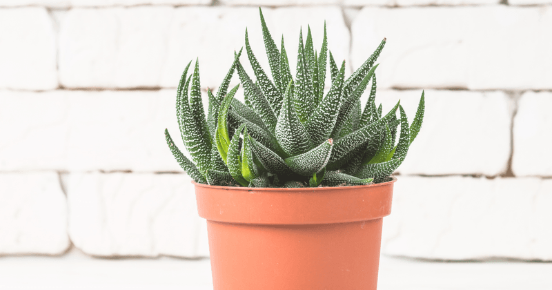 Haworthia (Haworthia spp.)