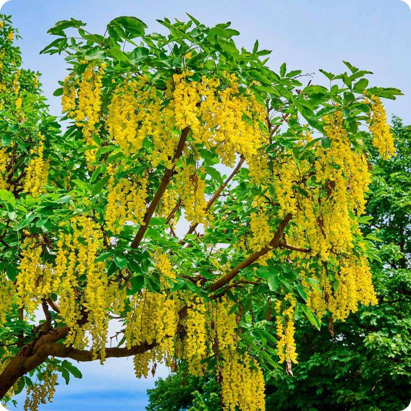 Golden Chain Tree (Laburnum spp.)