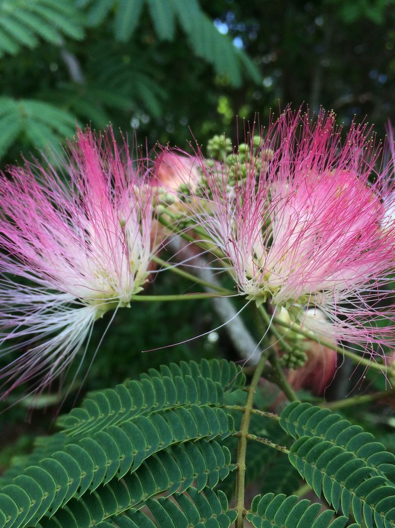 Mimosa Tree