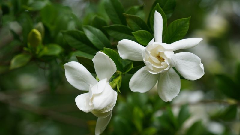 Chuck Hayes Gardenia