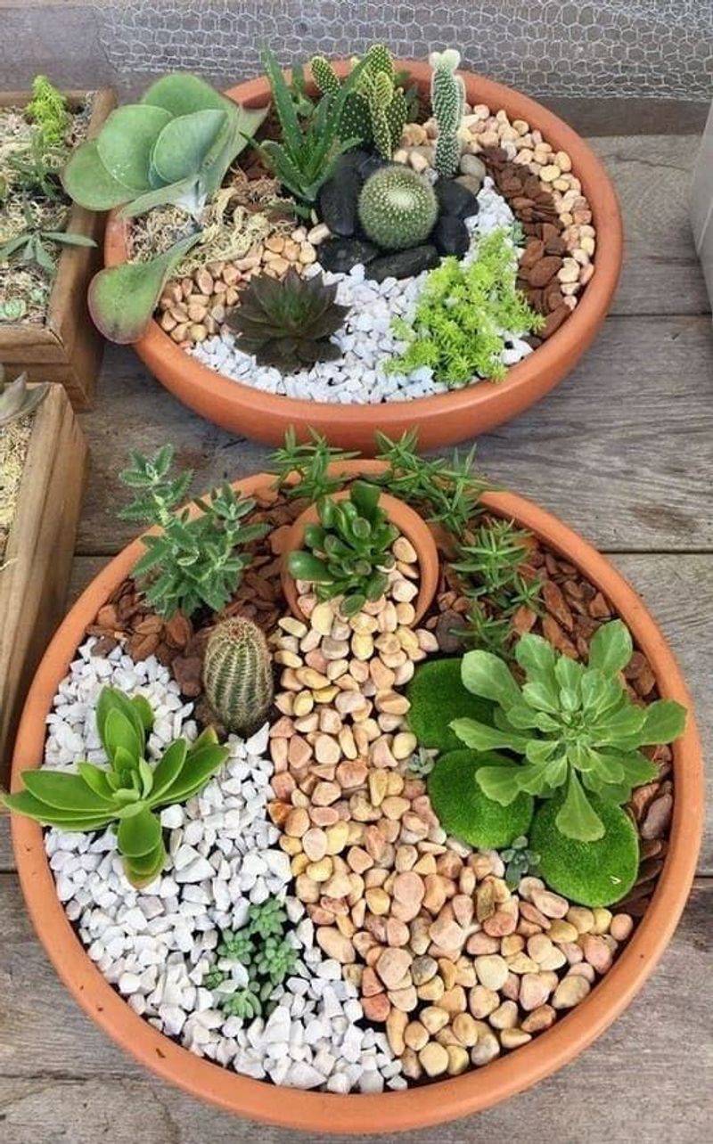 Succulent Symphony