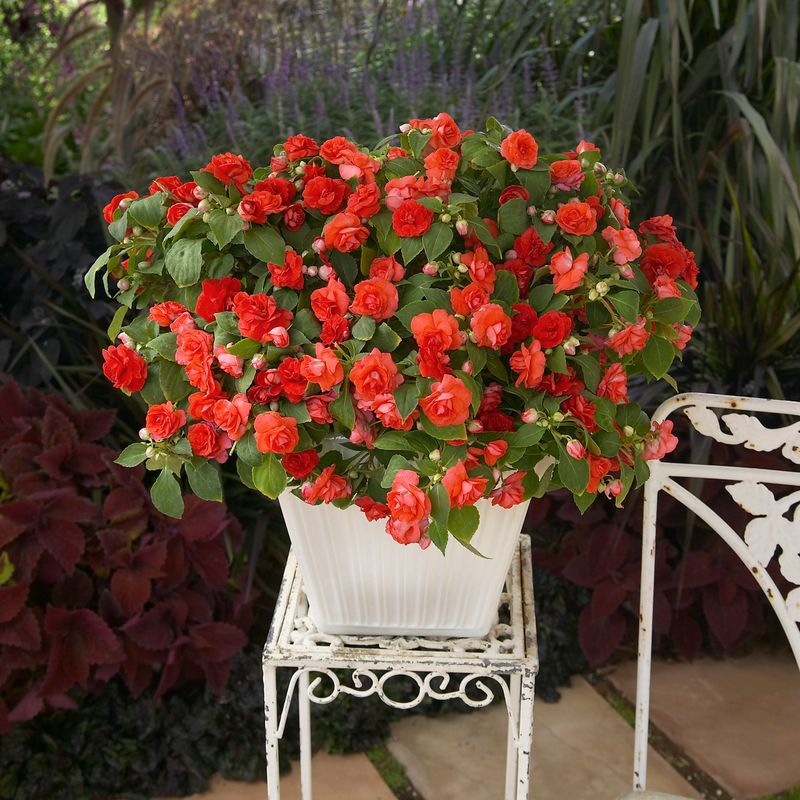 Impatiens