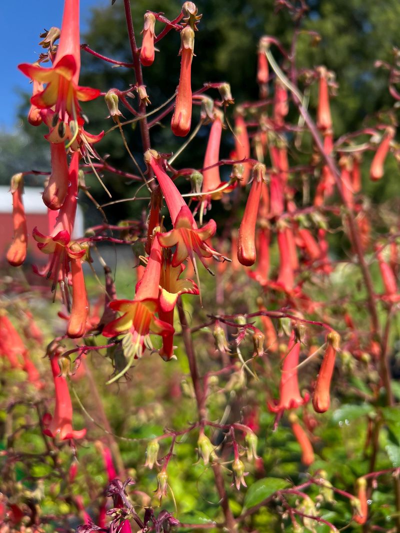 Cape Fuchsia (Phygelius)