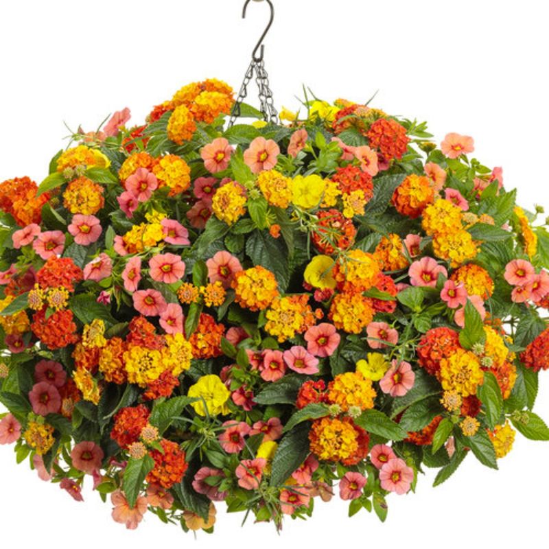 Lantana