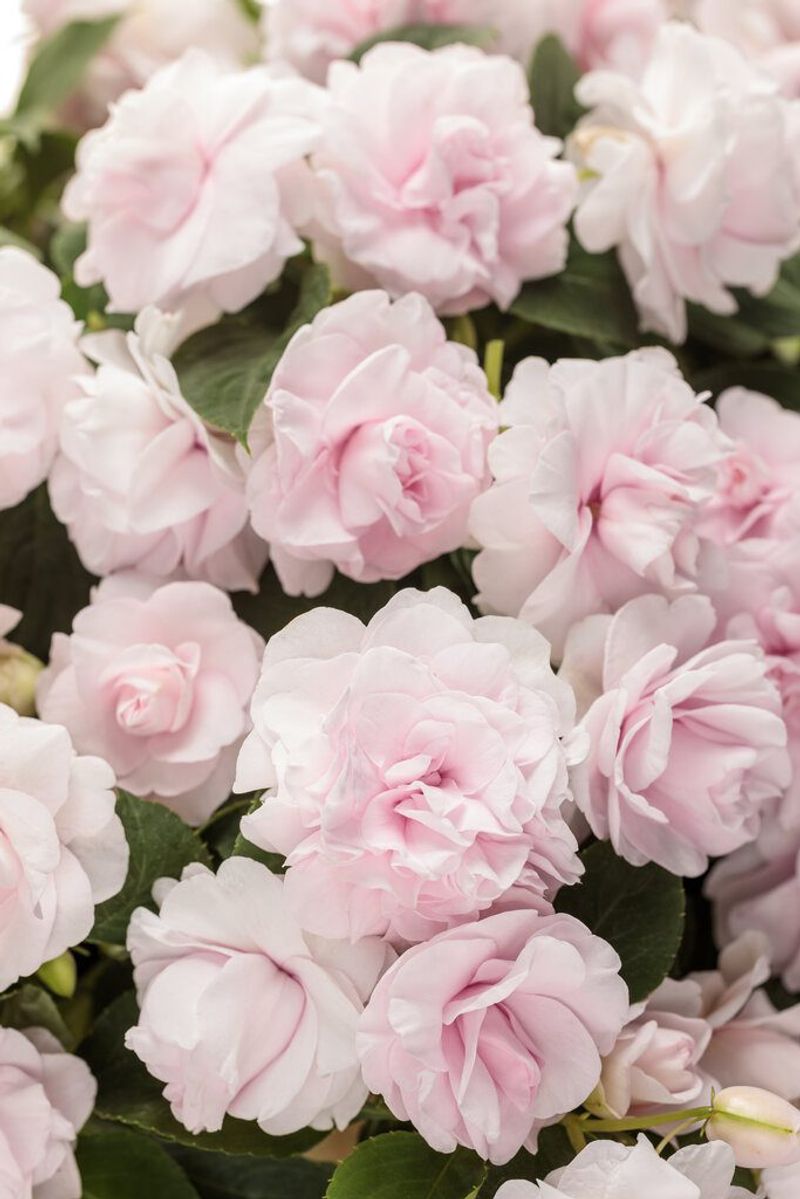 Rockapulco Appleblossom