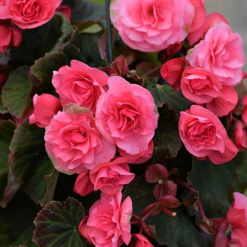 Begonia